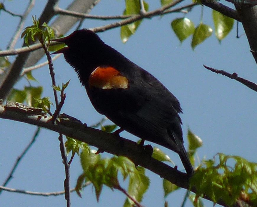 Red-winged Blackbird - ML329950581