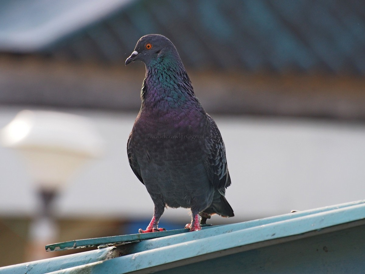 Rock Pigeon (Feral Pigeon) - ML32995131