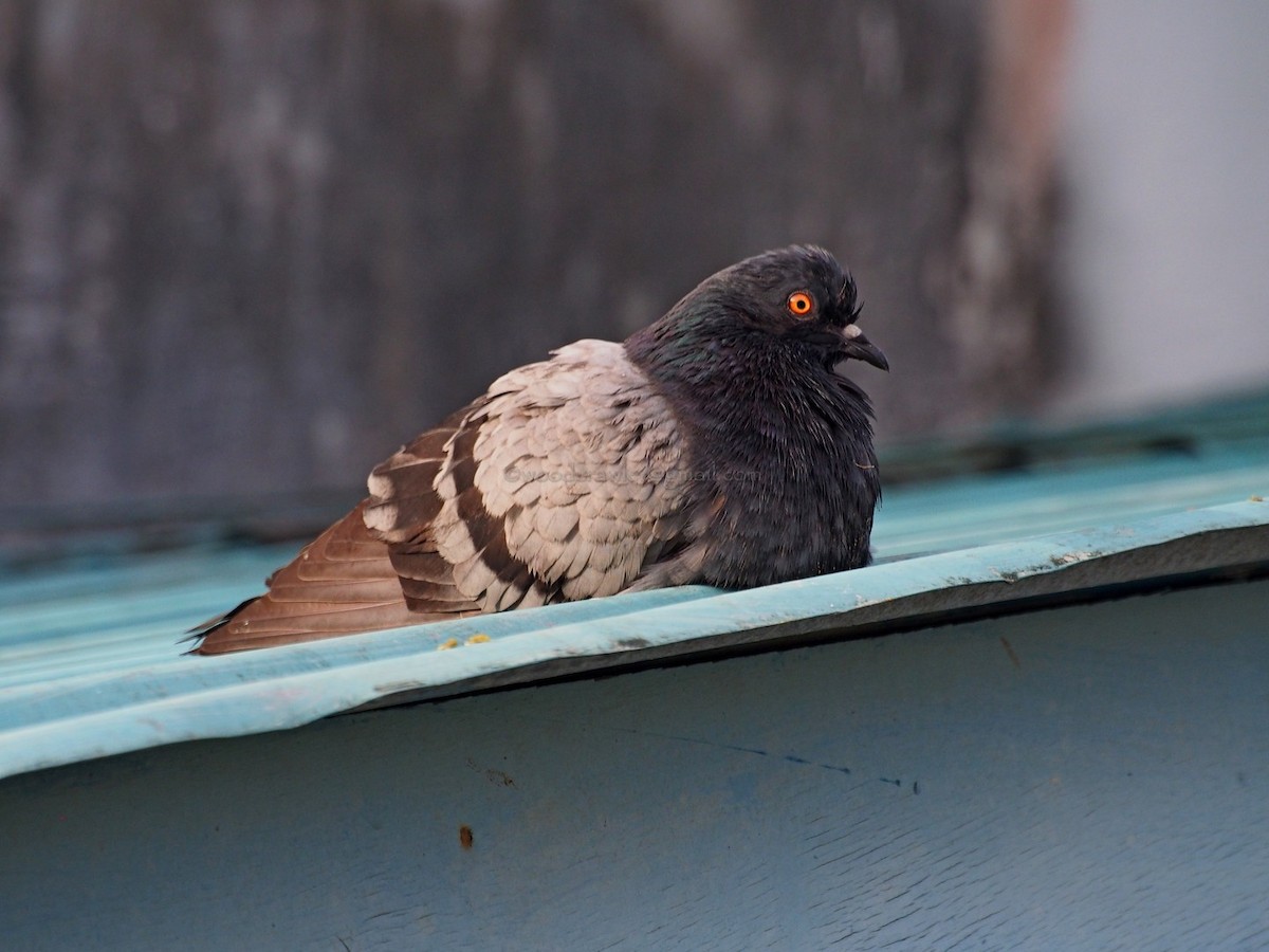 Rock Pigeon (Feral Pigeon) - ML32995171