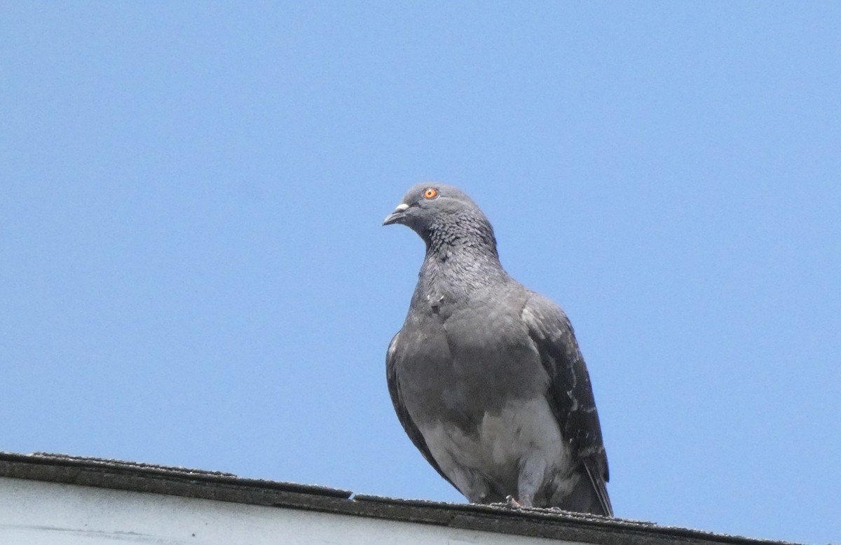 Rock Pigeon (Feral Pigeon) - ML329952221