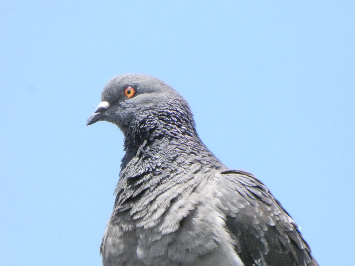 Rock Pigeon (Feral Pigeon) - ML329952371