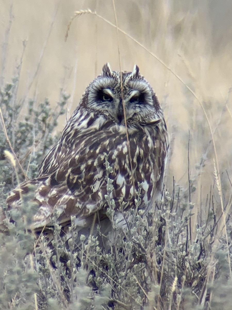 Short-eared Owl - ML329952931