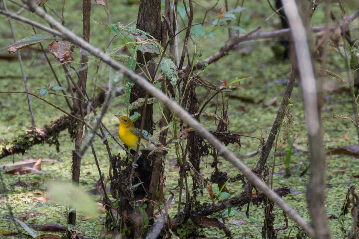 Prothonotary Warbler - ML32995691