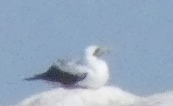 Masked Booby - ML329960991