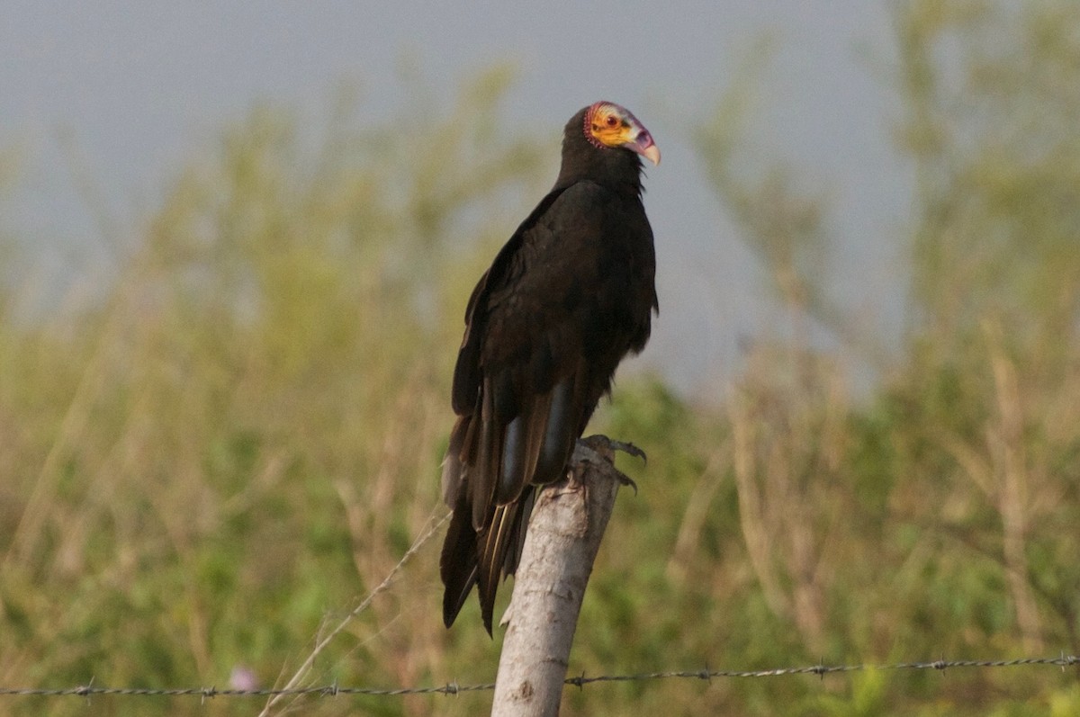 Lesser Yellow-headed Vulture - Brandon Trentler