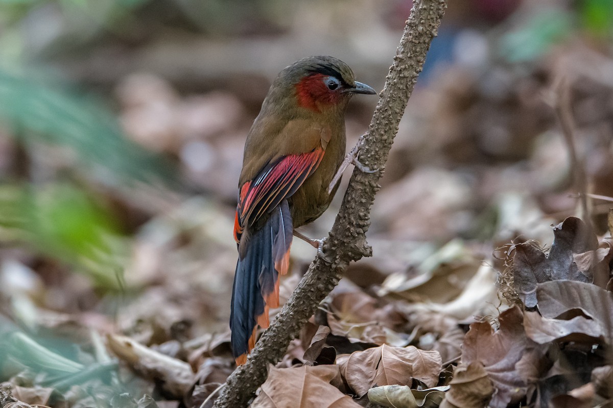 Red-faced Liocichla - ML329987481