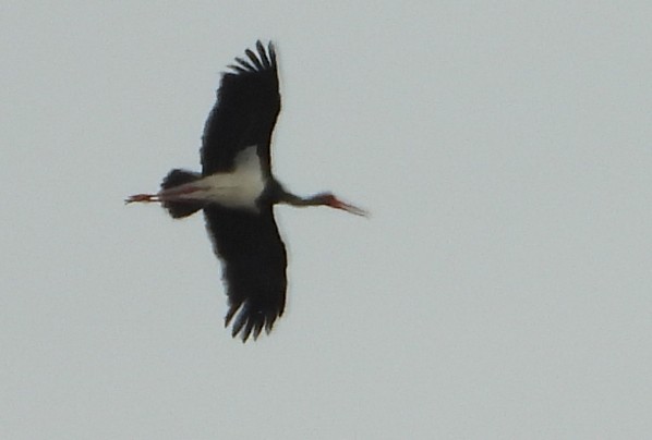 Black Stork - ML329991391
