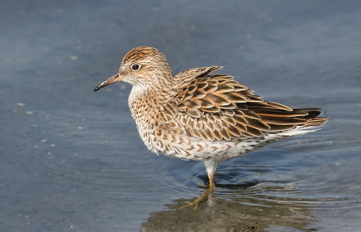 Sharp-tailed Sandpiper - Dave Bakewell