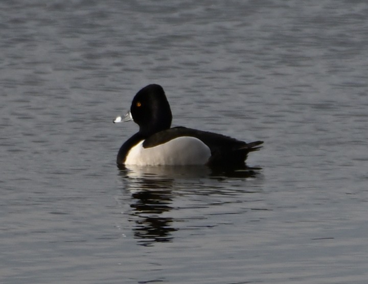 Ring-necked Duck - ML329997301