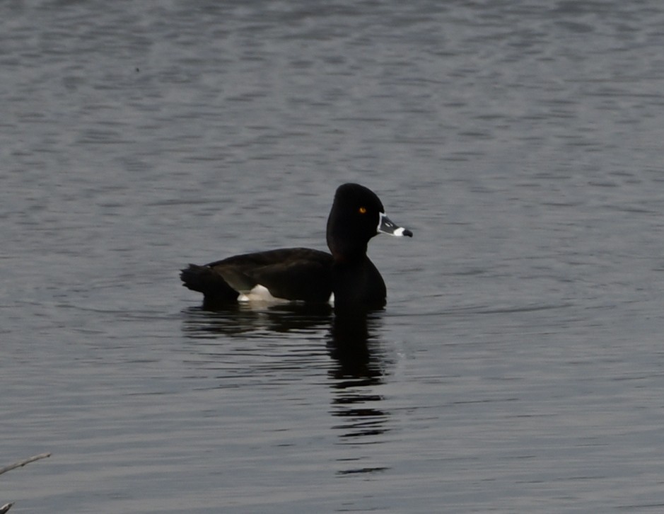 Ring-necked Duck - ML329997331