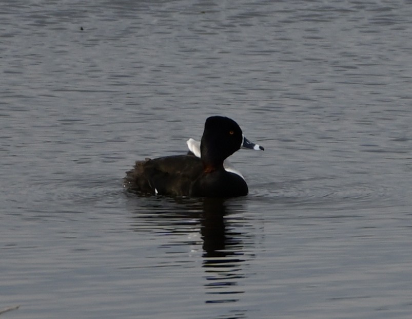 Ring-necked Duck - ML329997341