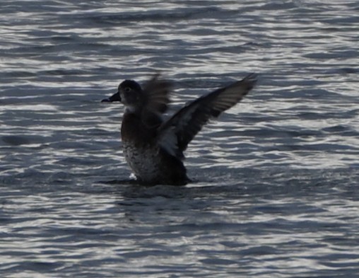 Ring-necked Duck - ML329997371