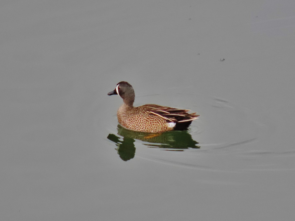 Blue-winged Teal - ML330003611