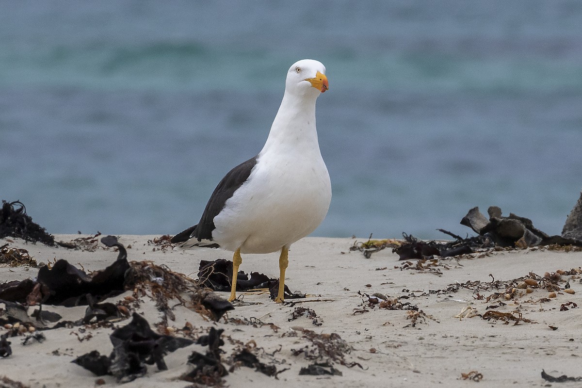 Pacific Gull - Phil Marley