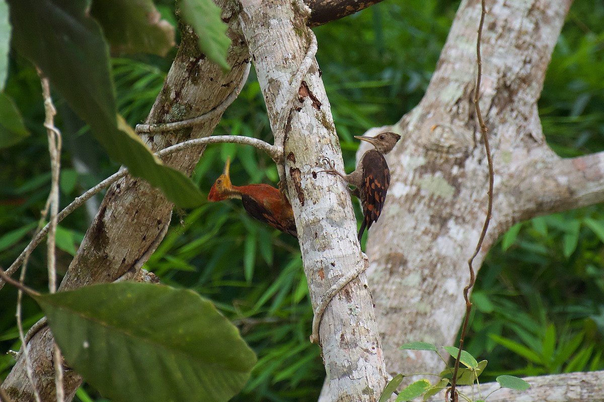 Orange-backed Woodpecker - ML330005971