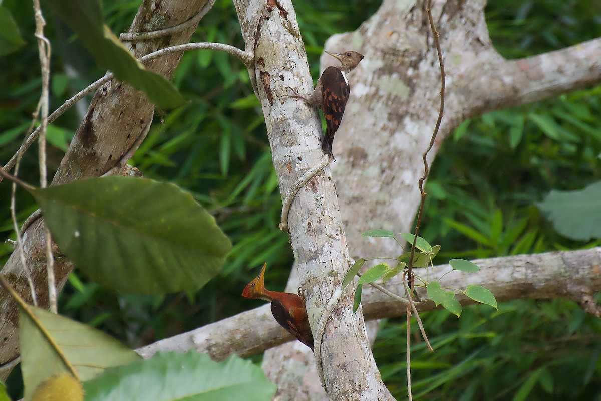 Orange-backed Woodpecker - sarawin Kreangpichitchai