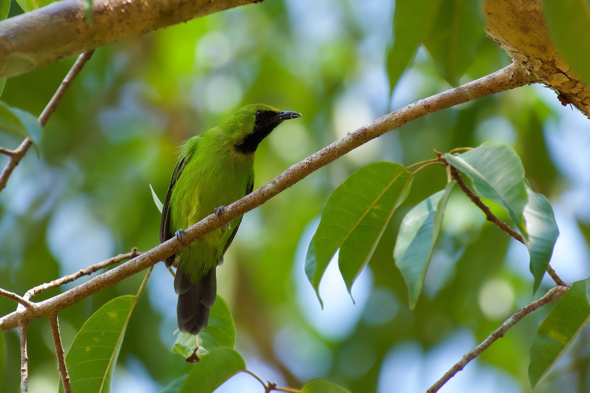 Lesser Green Leafbird - ML330006081