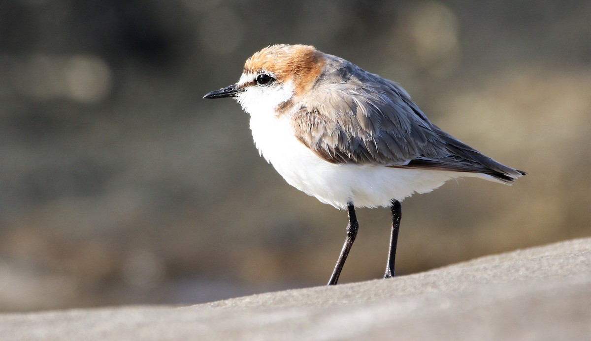 Red-capped Plover - ML330006221