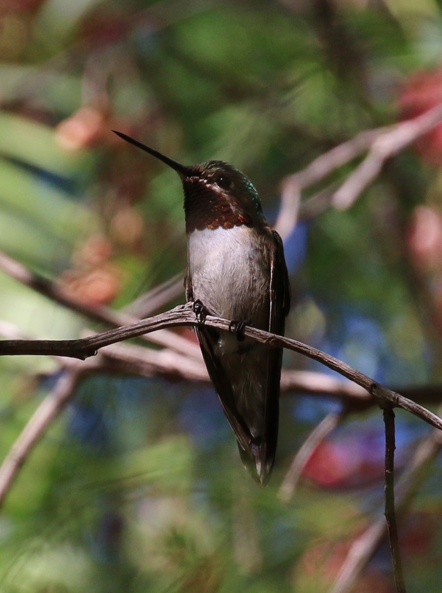 Broad-tailed Hummingbird - ML33000751