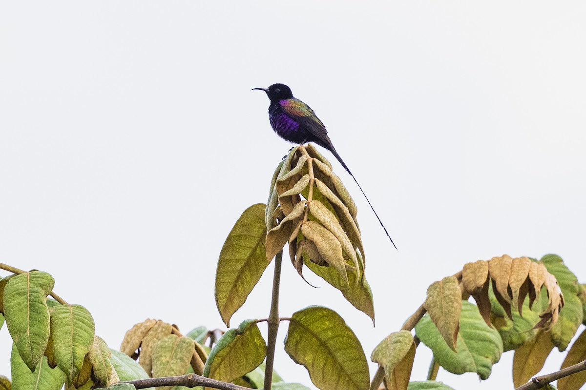 Purple-breasted Sunbird - ML330010451
