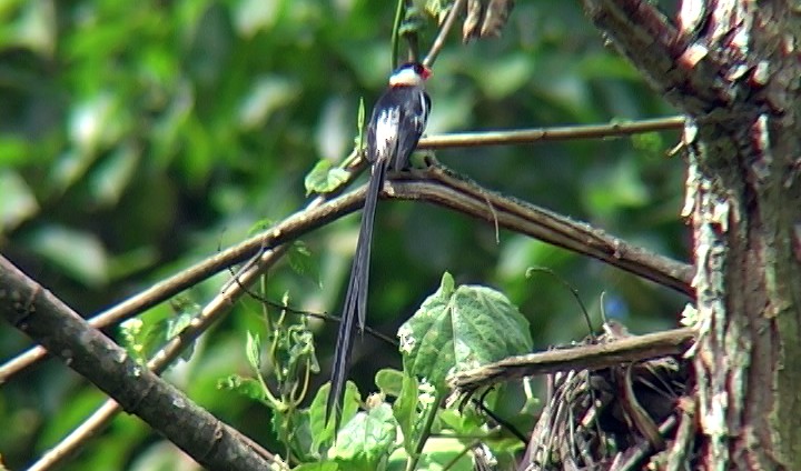 Pin-tailed Whydah - ML330010581