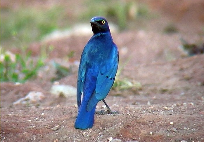Greater Blue-eared Starling - ML330012181