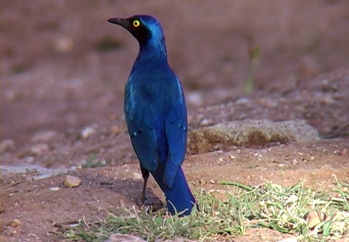Greater Blue-eared Starling - ML330012191