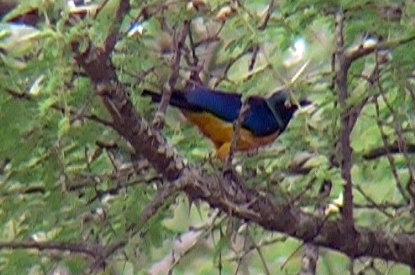Golden-breasted Starling - ML330012401
