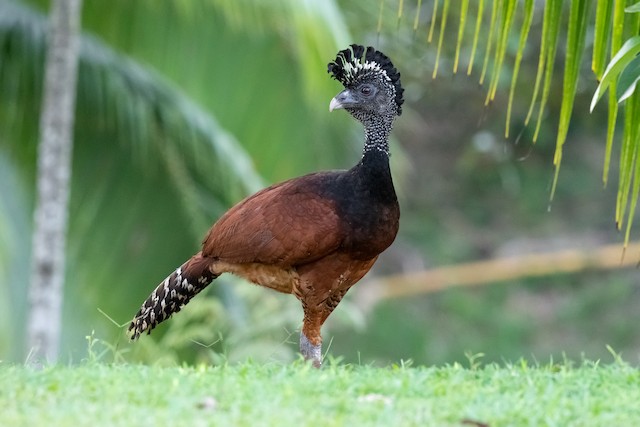 Great Curassow - eBird