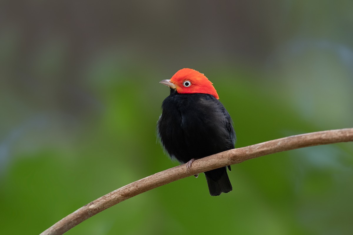 Red-capped Manakin - ML330013261