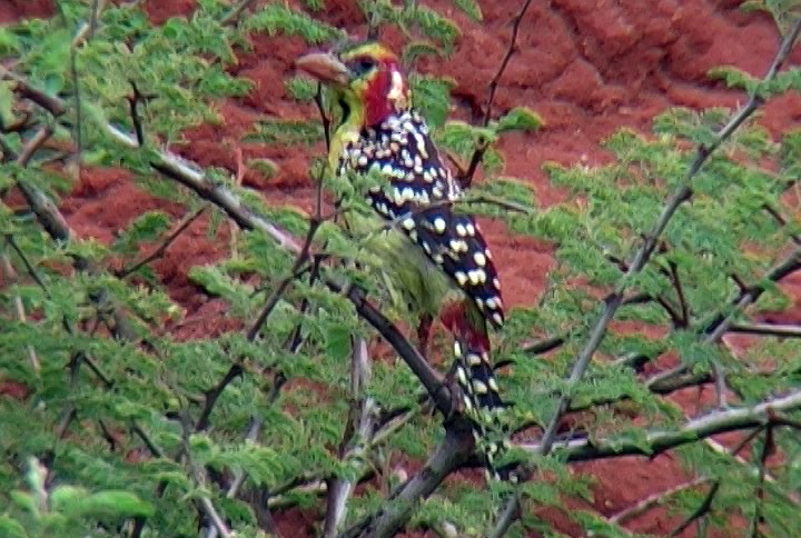 Red-and-yellow Barbet - ML330014181
