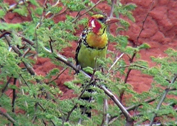 Red-and-yellow Barbet - ML330014191