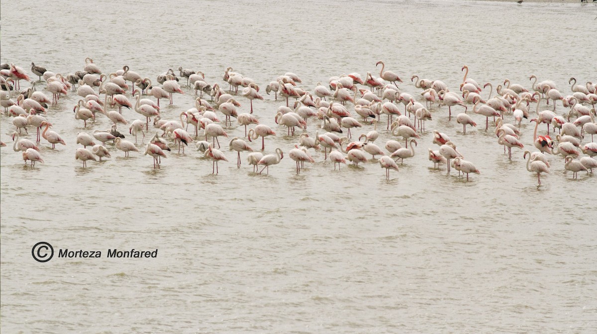 Greater Flamingo - ML330015061