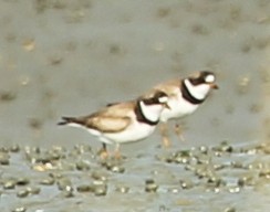 Semipalmated Plover - ML33001671