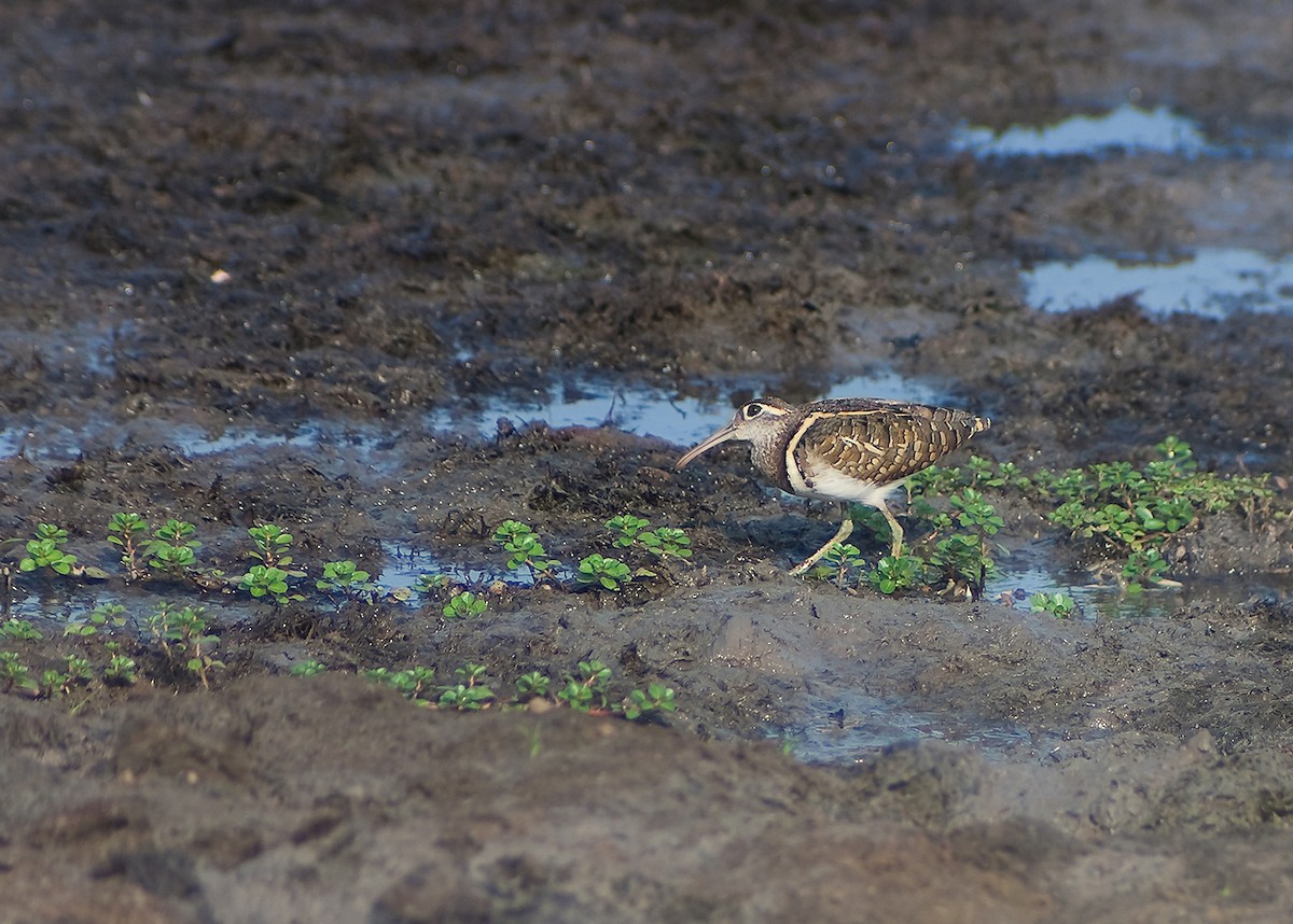 Greater Painted-Snipe - ML330024961