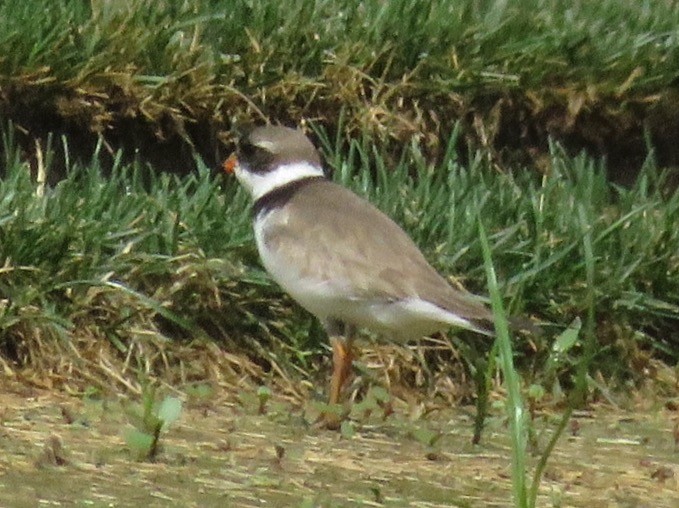Semipalmated Plover - Jason Rieger