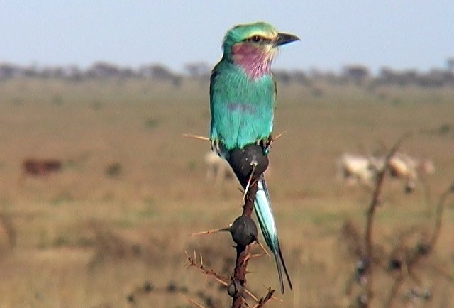 Lilac-breasted Roller (Blue-breasted) - Josep del Hoyo