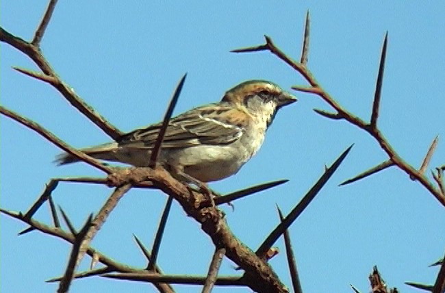 Shelley's Rufous Sparrow - ML330030191
