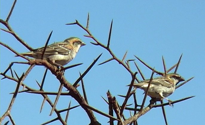 Shelley's Rufous Sparrow - ML330030201