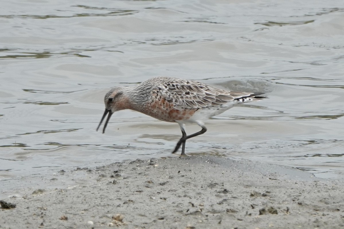 Red Knot - Tim Chang
