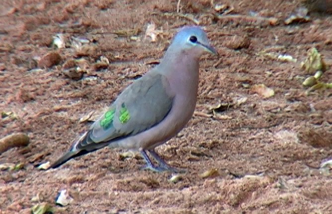 Emerald-spotted Wood-Dove - Josep del Hoyo