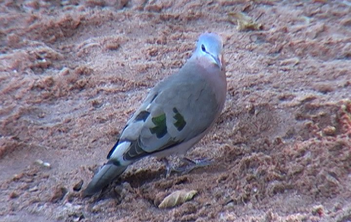 Emerald-spotted Wood-Dove - ML330032241