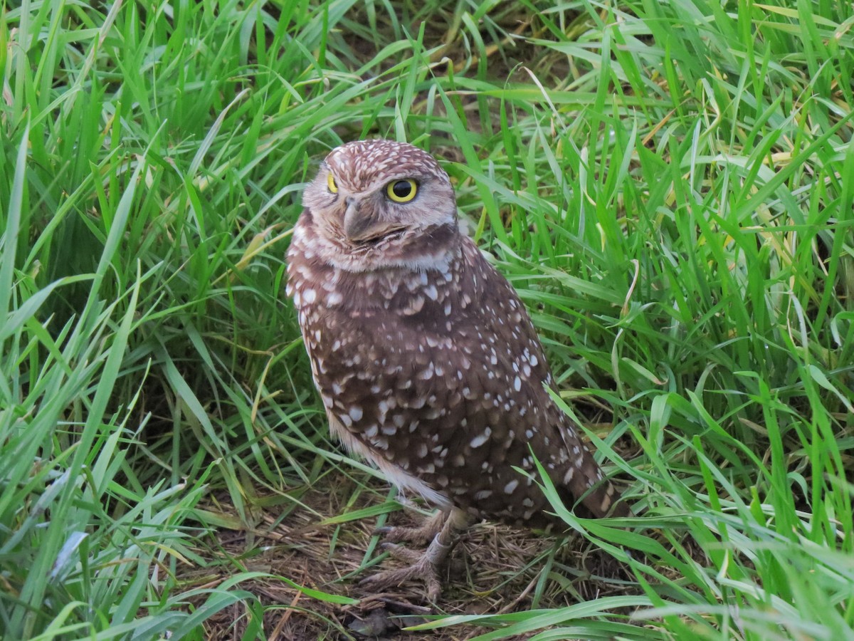 Burrowing Owl - Matthew Hunter