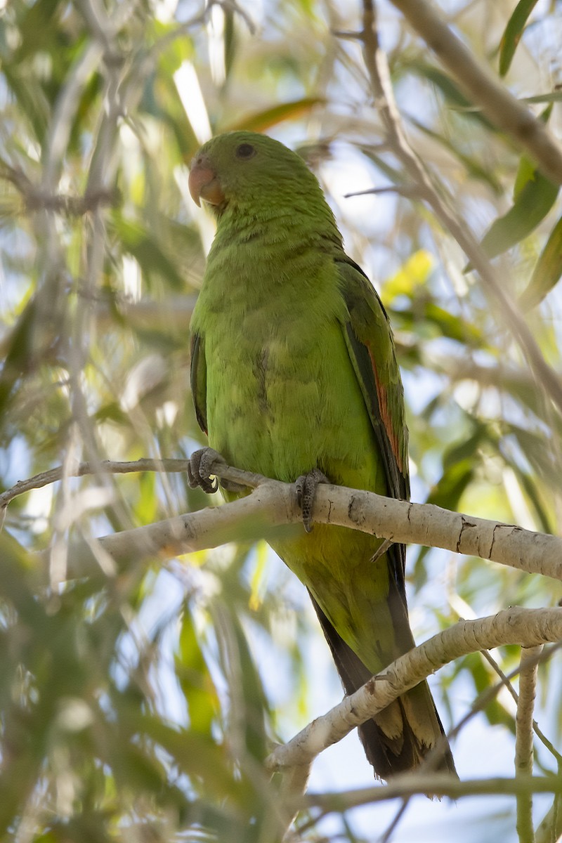 Red-winged Parrot - ML330038601