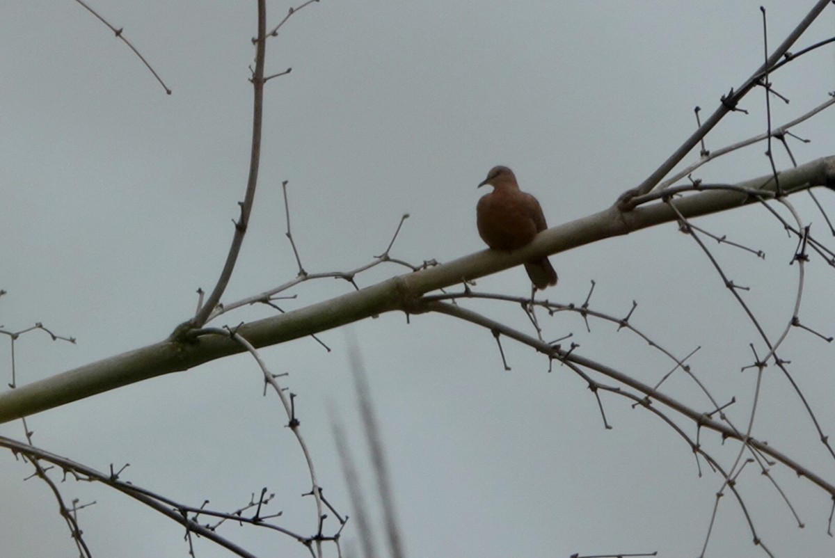 Spotted Dove - Lam Chan