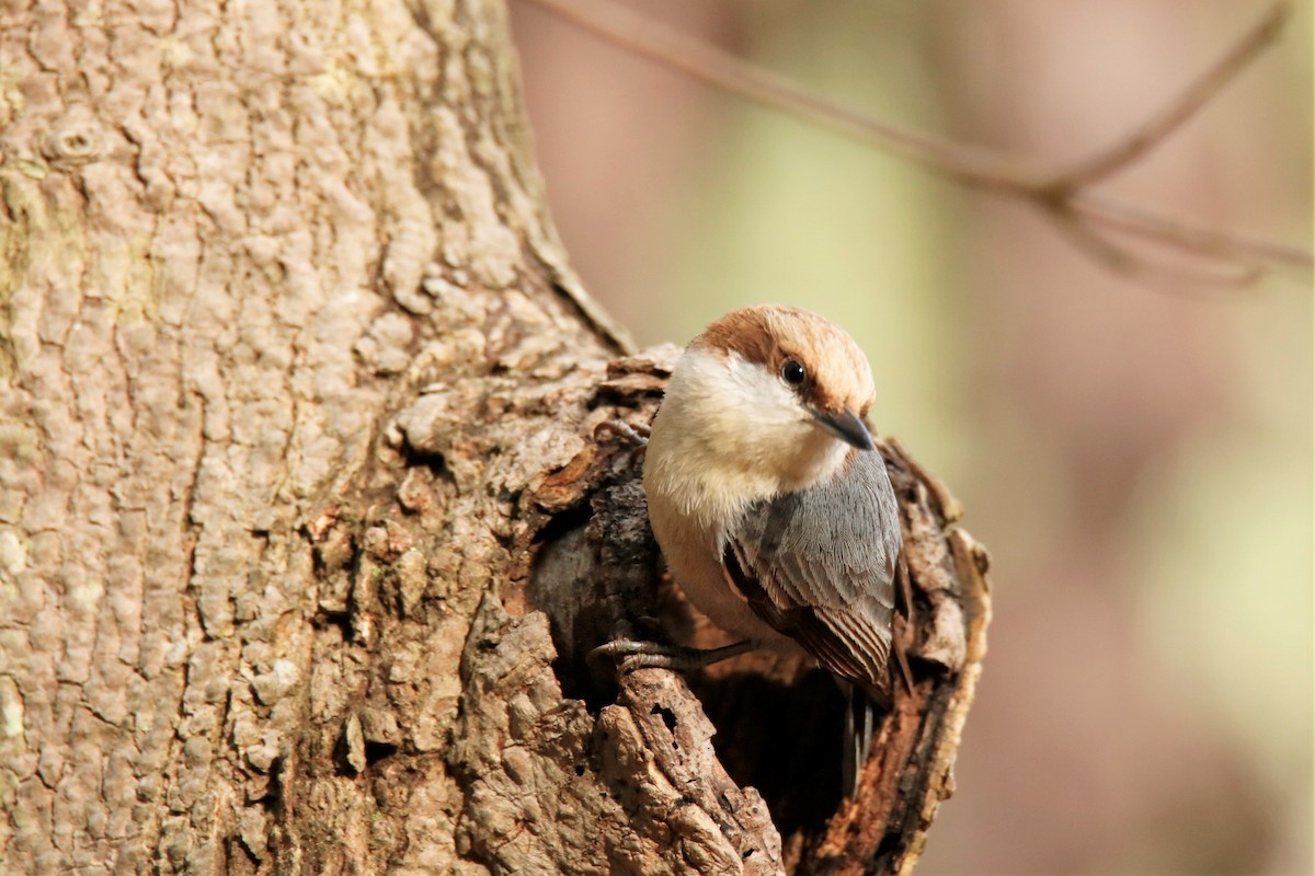 Brown-headed Nuthatch - ML330049761