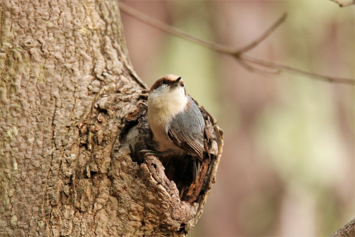 Brown-headed Nuthatch - ML330049771