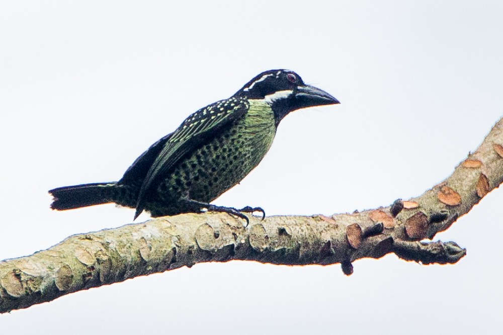 Hairy-breasted Barbet - ML330053411