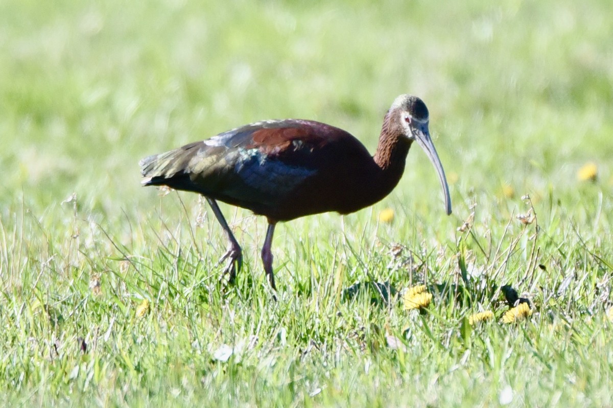 ibis americký - ML330054431