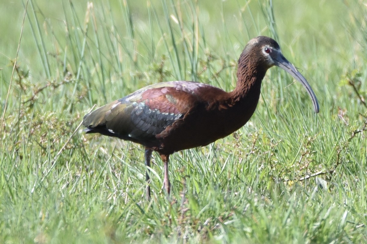 White-faced Ibis - Christopher Veale